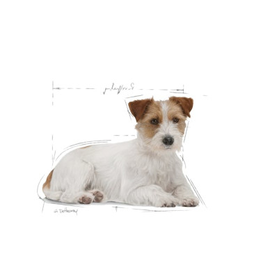 Royal Canin Mini Ageing 12 plus – Hrană Umedă în Sos pentru Câini Seniori de Talie Mică – 12x85 g